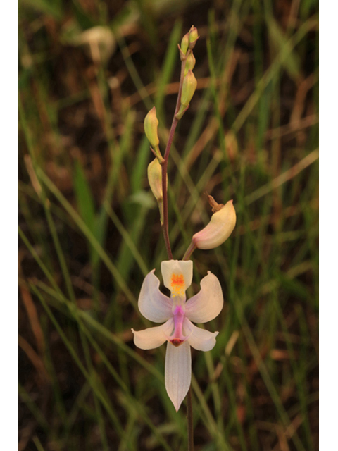 Calopogon pallidus (Pale grass-pink) #44165