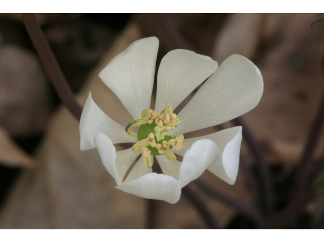 Jeffersonia diphylla (Twinleaf) #44173