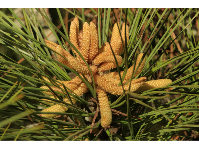 Pinus taeda (Loblolly pine) #44174