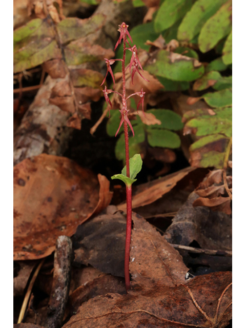 Listera australis (Southern twayblade) #44180