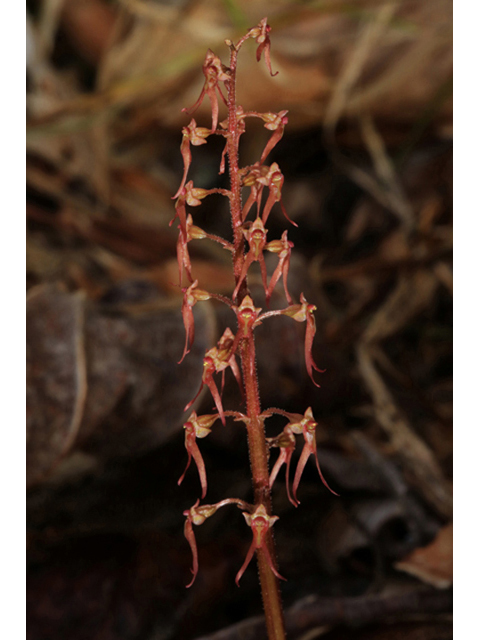 Listera australis (Southern twayblade) #44208