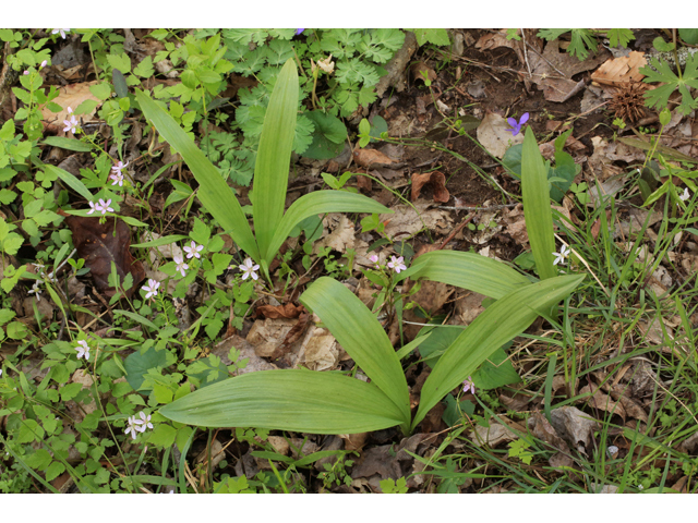 Allium tricoccum (Wild leek) #44217