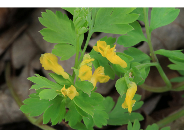 Corydalis flavula (Yellow fumewort) #44225