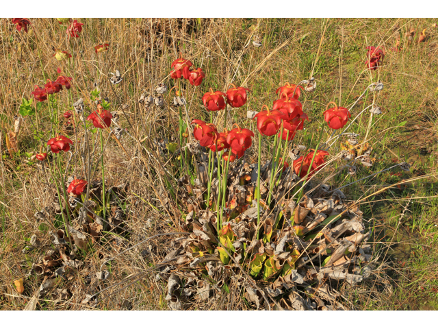 Sarracenia catesbaei (Pitcherplant) #44228