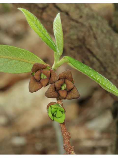 Asimina parviflora (Smallflower pawpaw) #44230