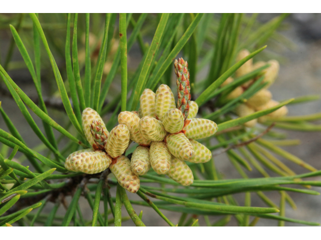 Pinus virginiana (Virginia pine) #44232