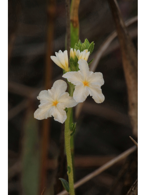 Heliotropium polyphyllum (Pineland heliotrope) #44245