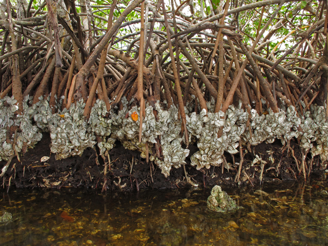Rhizophora mangle (Red mangrove) #44402