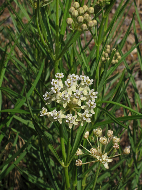 Asclepias subverticillata (Horsetail milkweed) #44405