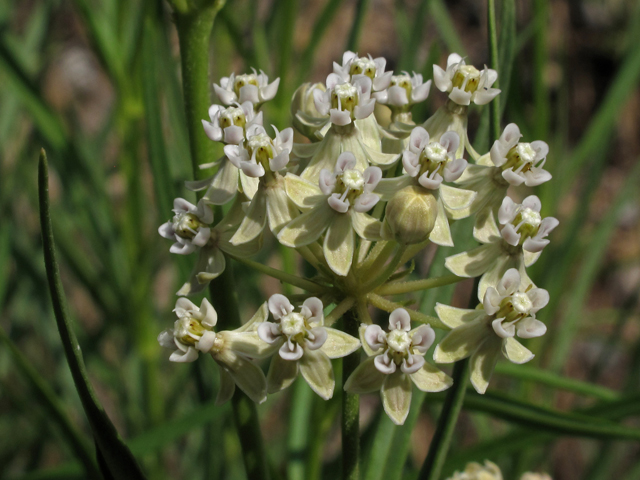 Asclepias subverticillata (Horsetail milkweed) #44406