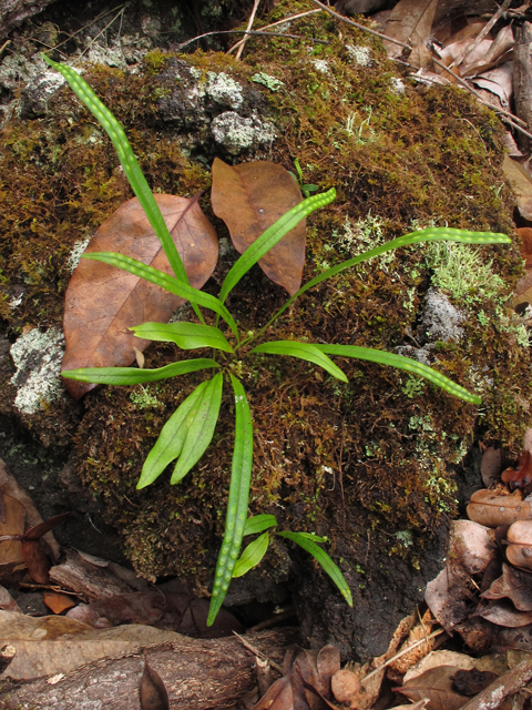 Lepisorus thunbergianus (Weeping fern) #44410