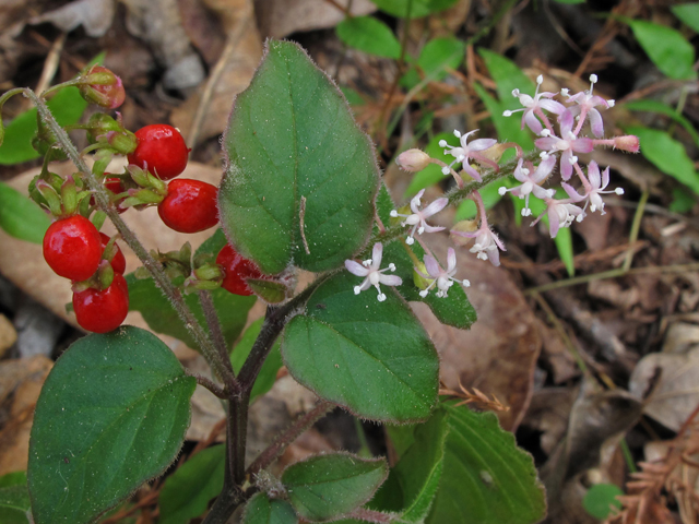 Rivina humilis (Pigeonberry) #44413