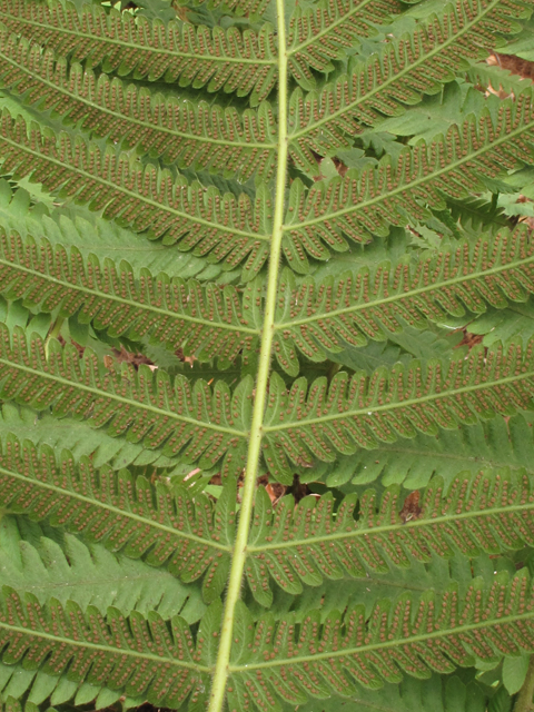 Thelypteris kunthii (Wood fern) #44417