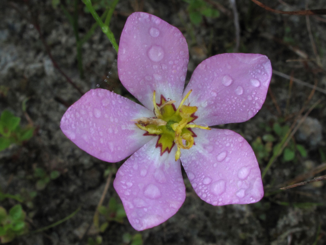 Sabatia stellaris (Rose of plymouth) #44430