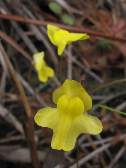Utricularia subulata (Zigzag bladderwort) #44461