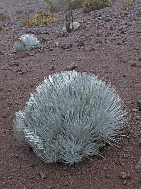Argyroxiphium sandwicense ssp. sandwicense  (Mauna kea silversword) #44472