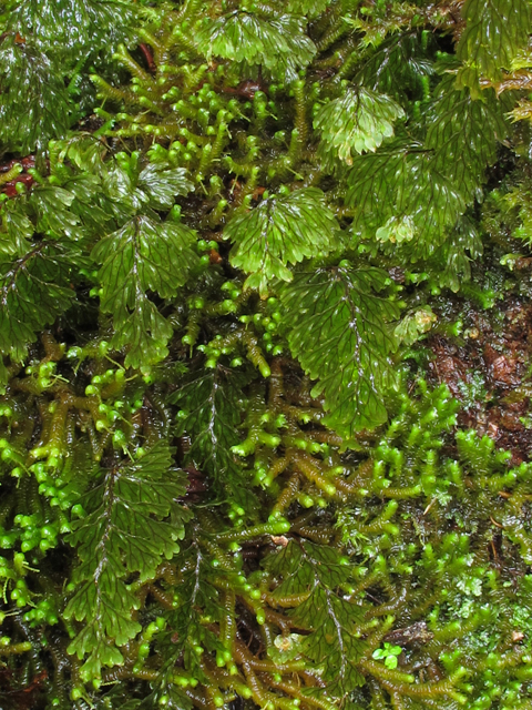 Hymenophyllum lanceolatum (Palai hinahina) #44479