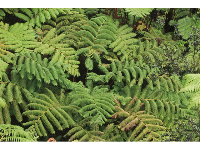Cibotium glaucum (Hawaiian tree fern) #44481