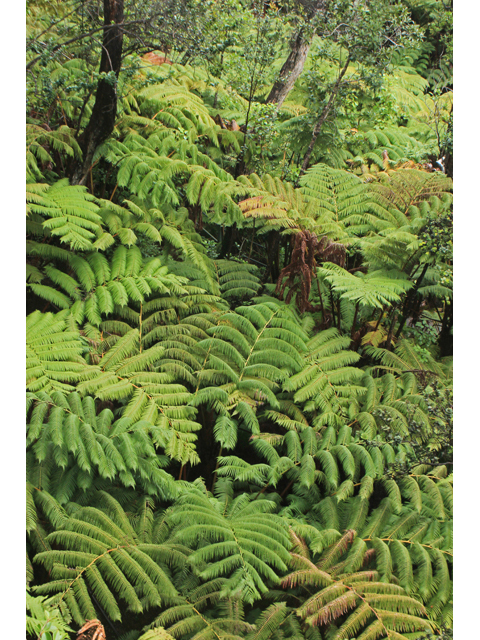 Cibotium glaucum (Hawaiian tree fern) #44482