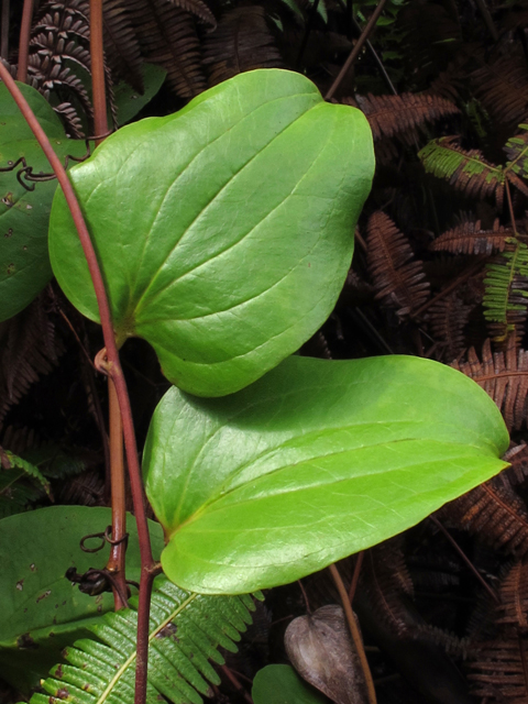 Smilax melastomifolia (Hawaiian greenbriar) #44483