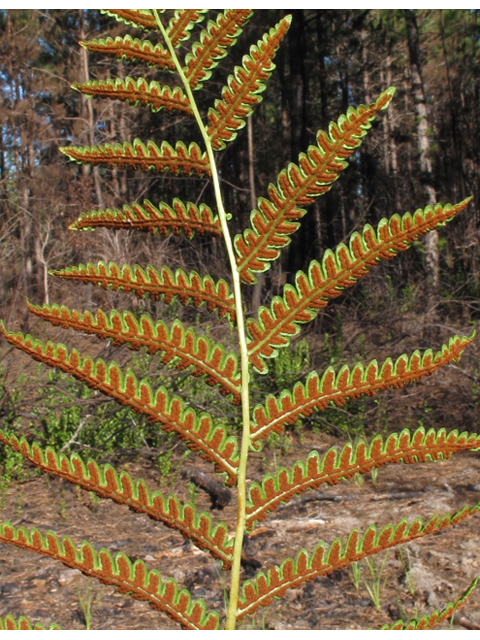 Woodwardia virginica (Virginia chainfern) #44511
