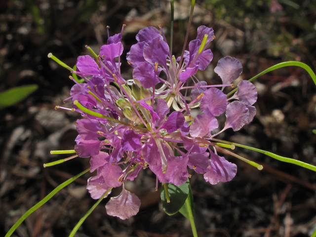 Warea cuneifolia (Carolina pinelandcress) #44521