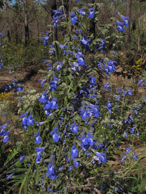 Salvia azurea (Pitcher sage) #44522