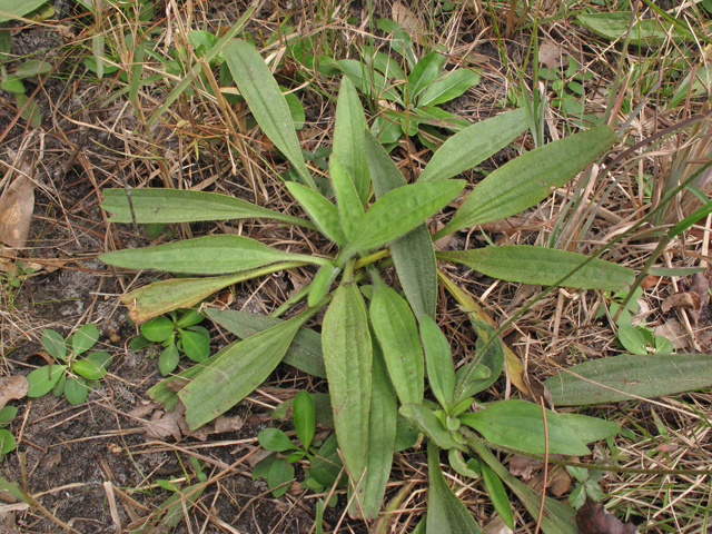 Plantago sparsiflora (Pineland plantain) #44537