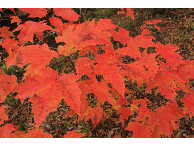 Acer rubrum (Red maple) #44554
