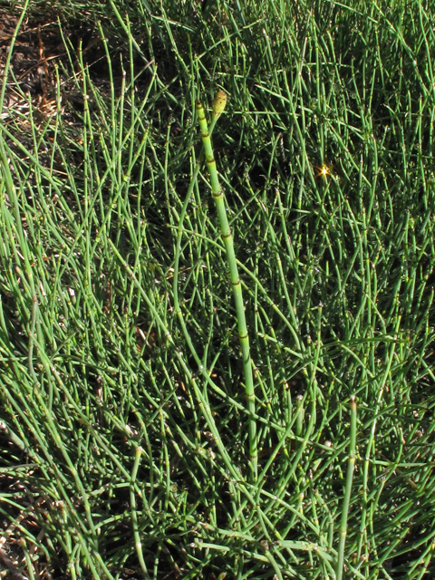 Equisetum variegatum (Variegated scouringrush) #44555