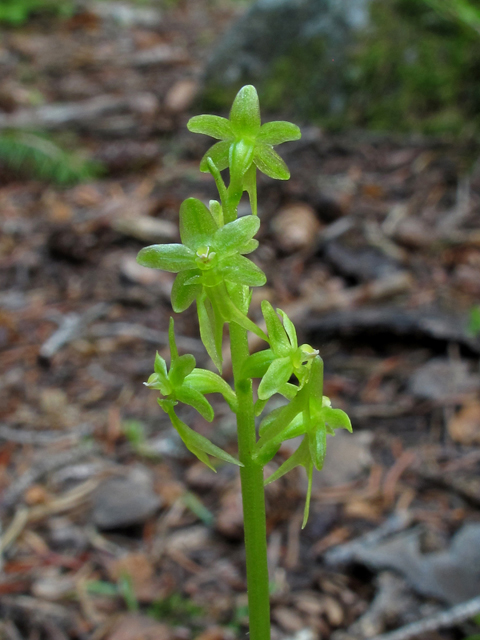 Listera cordata var. nephrophylla (Heartleaf twayblade) #44559