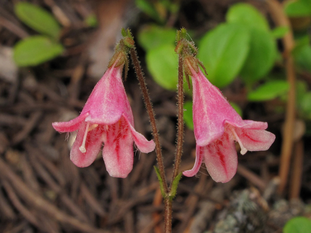 Linnaea borealis (Twinflower) #44562