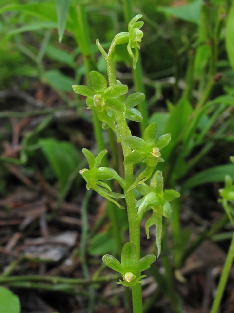 Listera cordata var. nephrophylla (Heartleaf twayblade) #44566