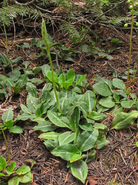 Goodyera oblongifolia (Western rattlesnake plantain) #44570