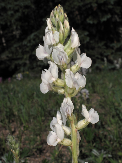 Oxytropis sericea (White locoweed) #44578