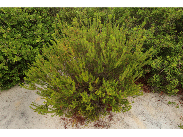 Ceratiola ericoides (Sand-heath) #44670