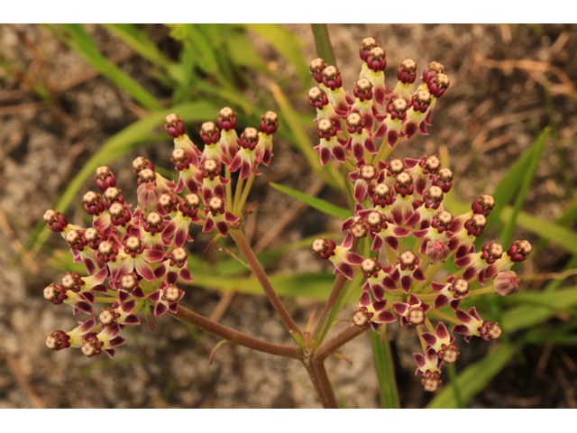 Asclepias longifolia (Longleaf milkweed) #44672