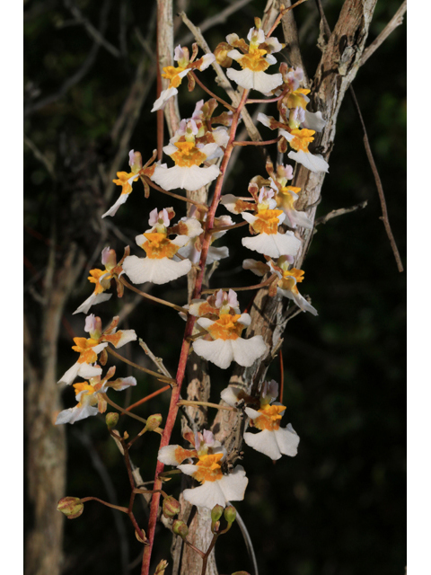 Tolumnia bahamensis (Florida dancing-lady orchid) #44674