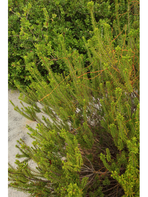 Ceratiola ericoides (Sand-heath) #44685