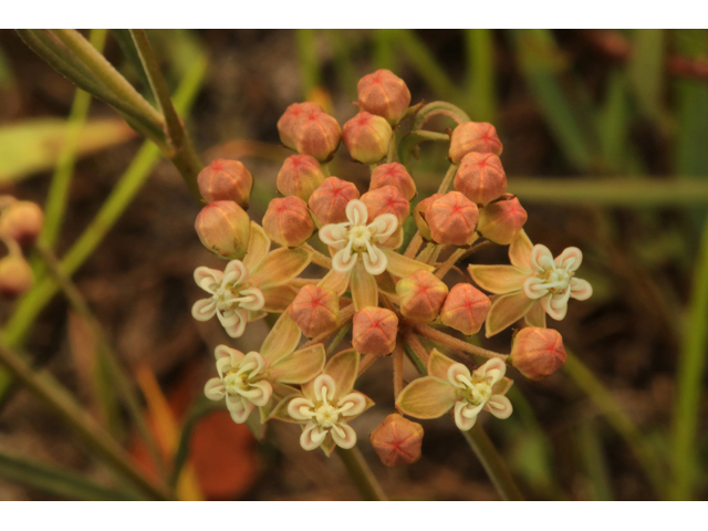 Asclepias verticillata (Whorled milkweed) #44690