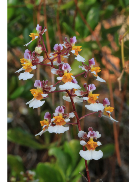 Tolumnia bahamensis (Florida dancing-lady orchid) #44700