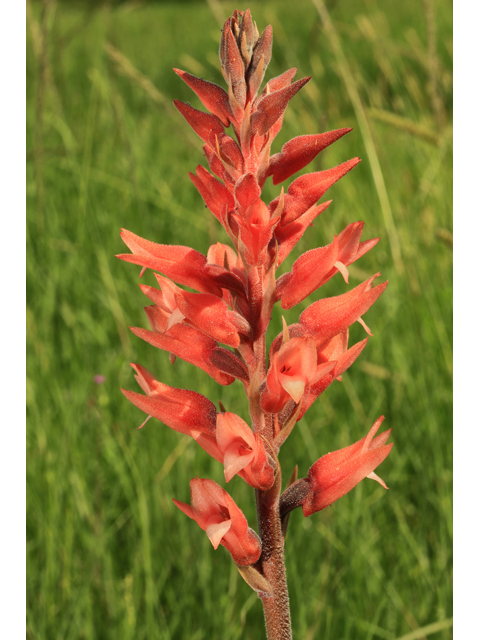 Stenorrhynchos lanceolatum var. lanceolatum (Leafless beaked lady orchid) #44715