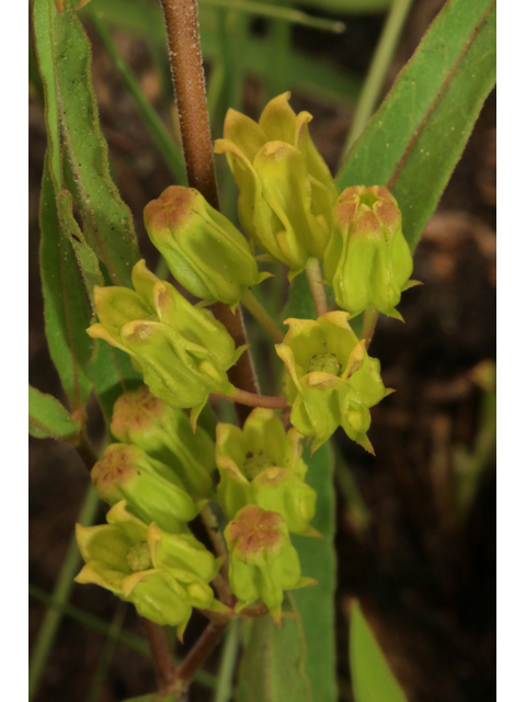Asclepias pedicellata (Savanna milkweed) #44722