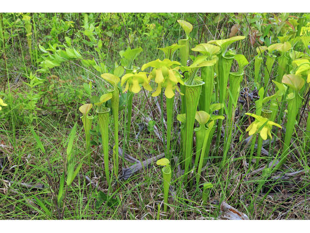 Sarracenia oreophila (Green pitcherplant) #44738