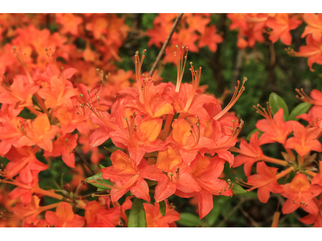 Rhododendron calendulaceum (Flame azalea) #44740