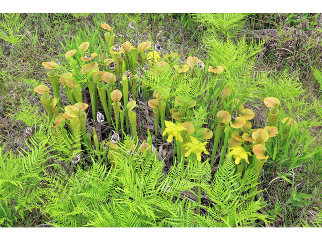 Sarracenia oreophila (Green pitcherplant) #44743
