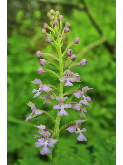 Platanthera psycodes (Lesser purple fringed orchid) #44749