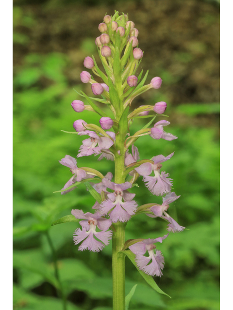 Platanthera psycodes (Lesser purple fringed orchid) #44750