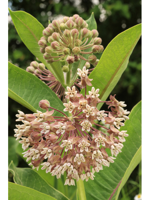 Asclepias syriaca (Common milkweed) #44751