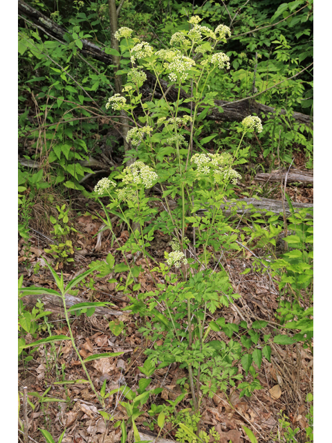 Thaspium barbinode (Hairy-jointed meadowparsnip) #44765